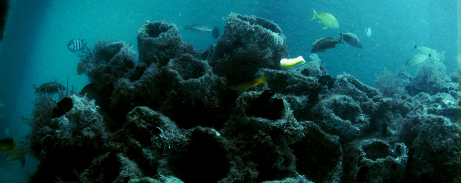 Reef Cells